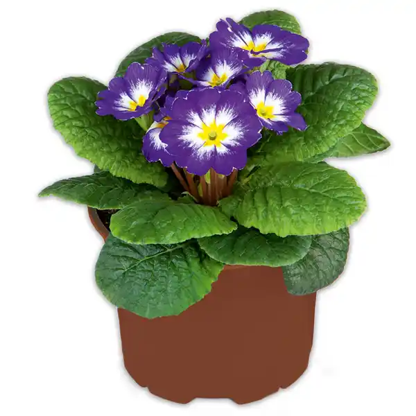 Bild 2 von Primel in Sonderfarben