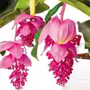 Bild 2 von Medinilla magnifica