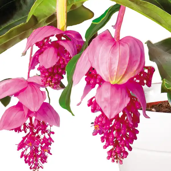 Bild 2 von Medinilla magnifica
