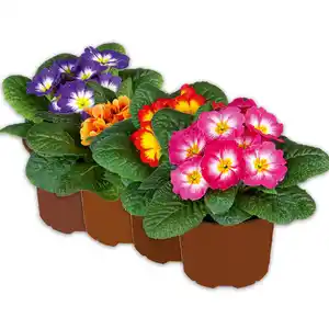 Primel in Sonderfarben