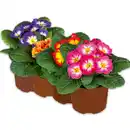 Bild 1 von Primel in Sonderfarben