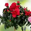 Bild 2 von Azaleen-Stämmchen