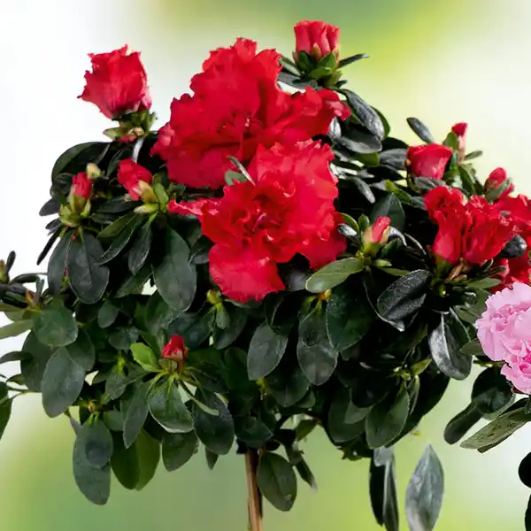 Bild 2 von Azaleen-Stämmchen