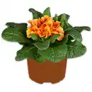 Bild 3 von Primel in Sonderfarben