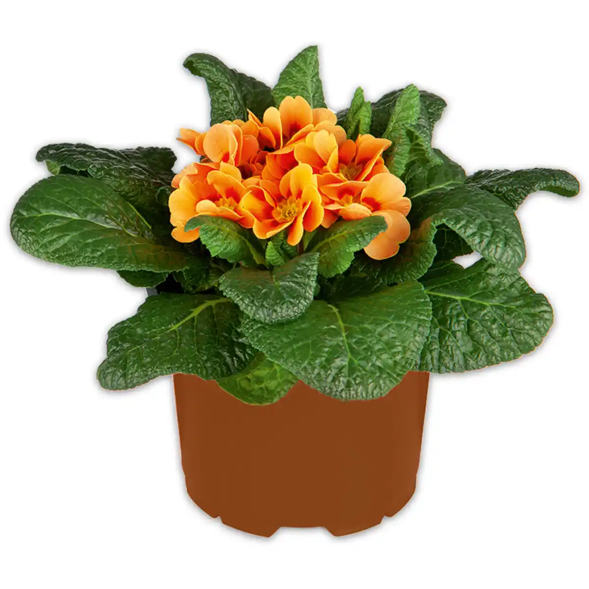 Bild 3 von Primel in Sonderfarben