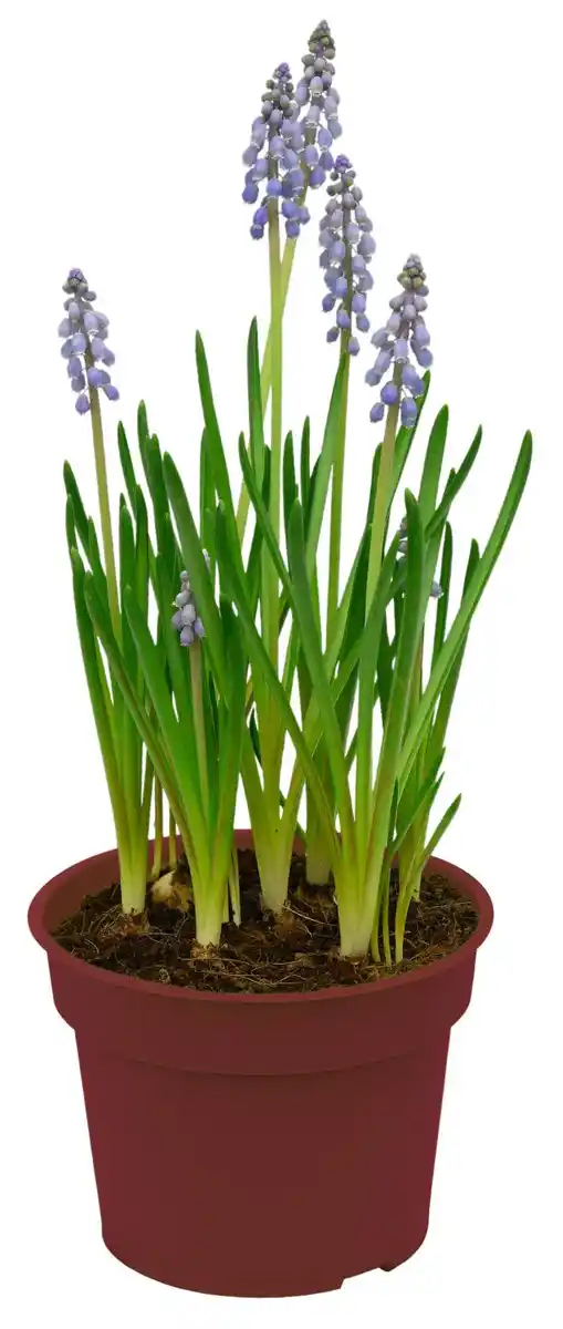 Bild 1 von Zwiebelpflanzen