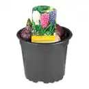 Bild 3 von Hyazinthen Trio Mix