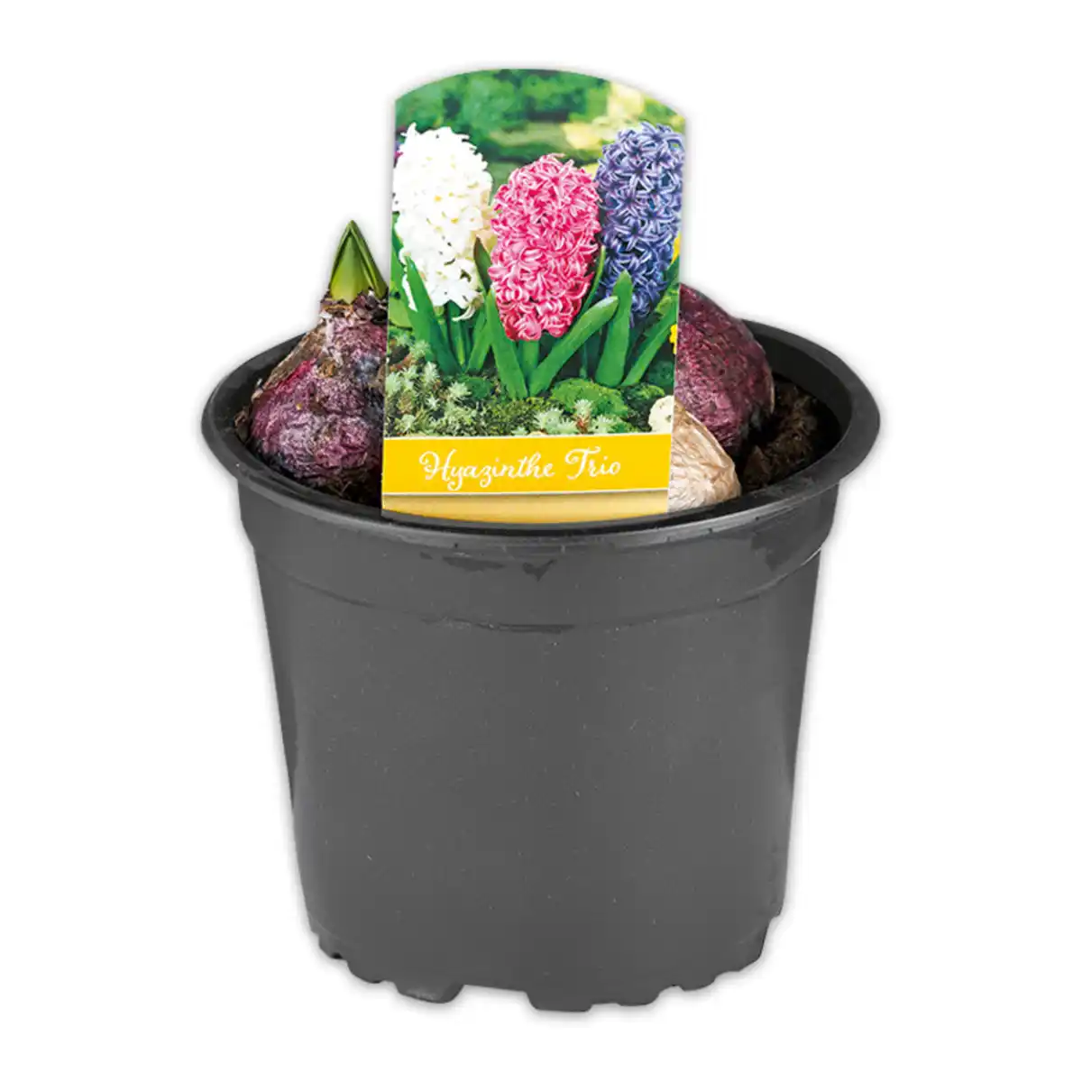 Bild 3 von Hyazinthen Trio Mix