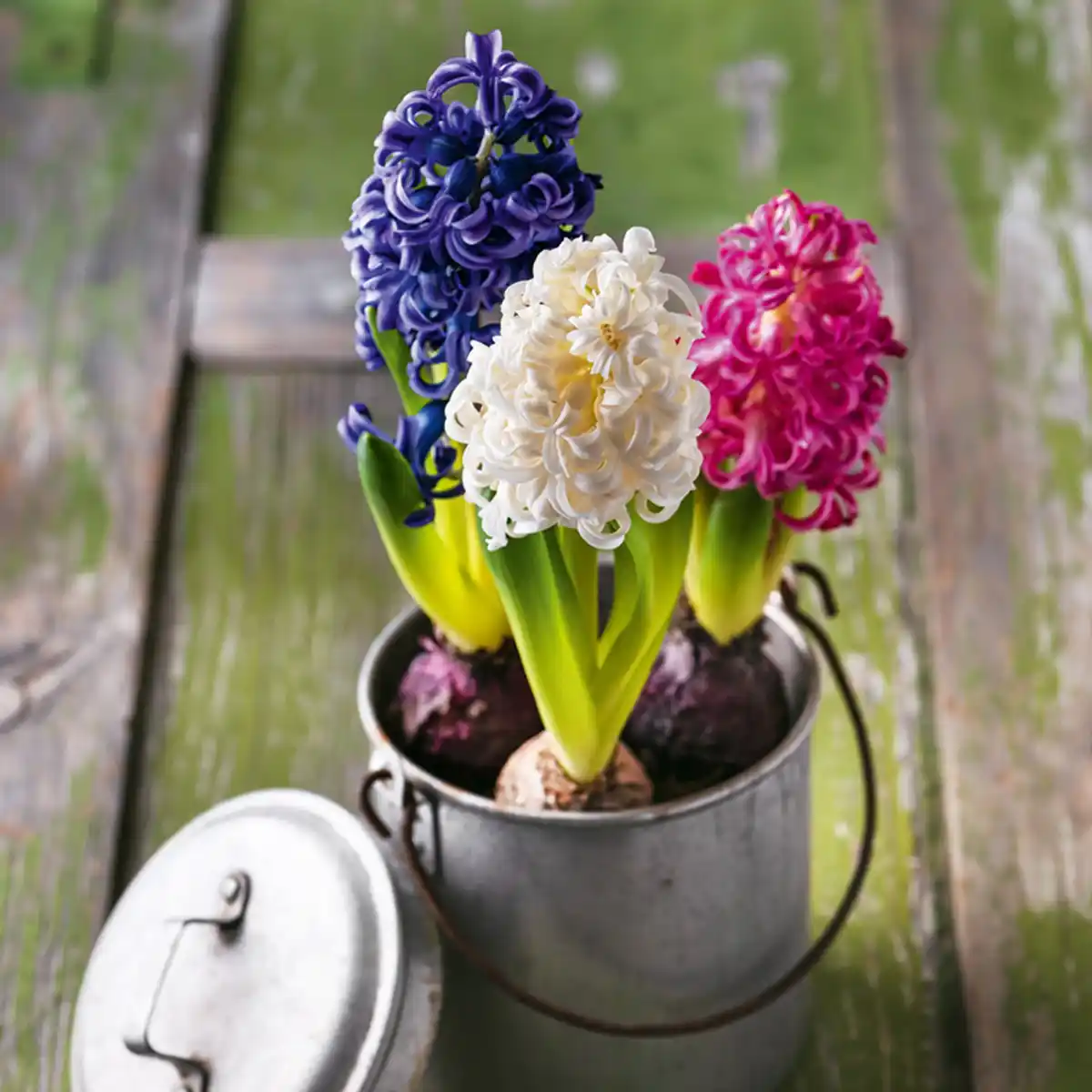 Bild 1 von Hyazinthen Trio Mix