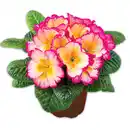 Bild 3 von Duftprimel