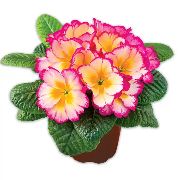 Bild 3 von Duftprimel