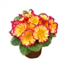 Bild 2 von Duftprimel