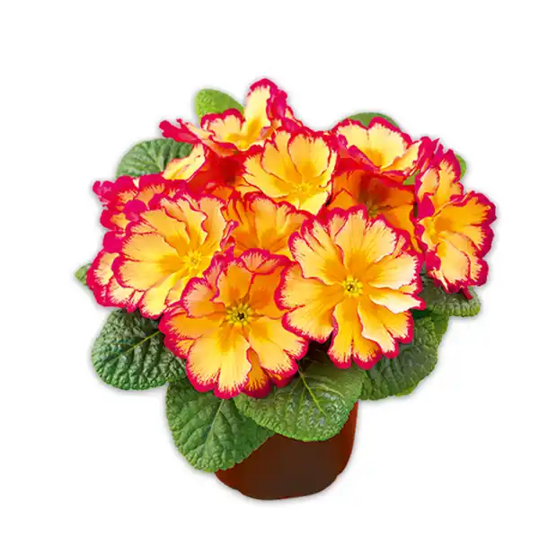 Bild 2 von Duftprimel