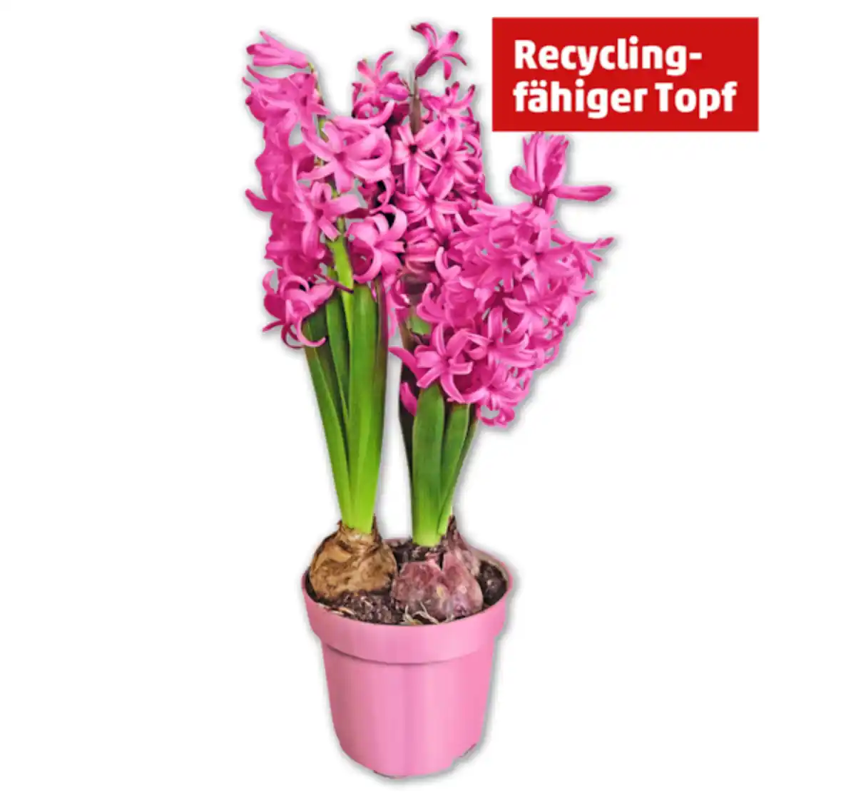 Bild 1 von Hyazinthe*