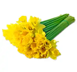 Narzissen im Bund