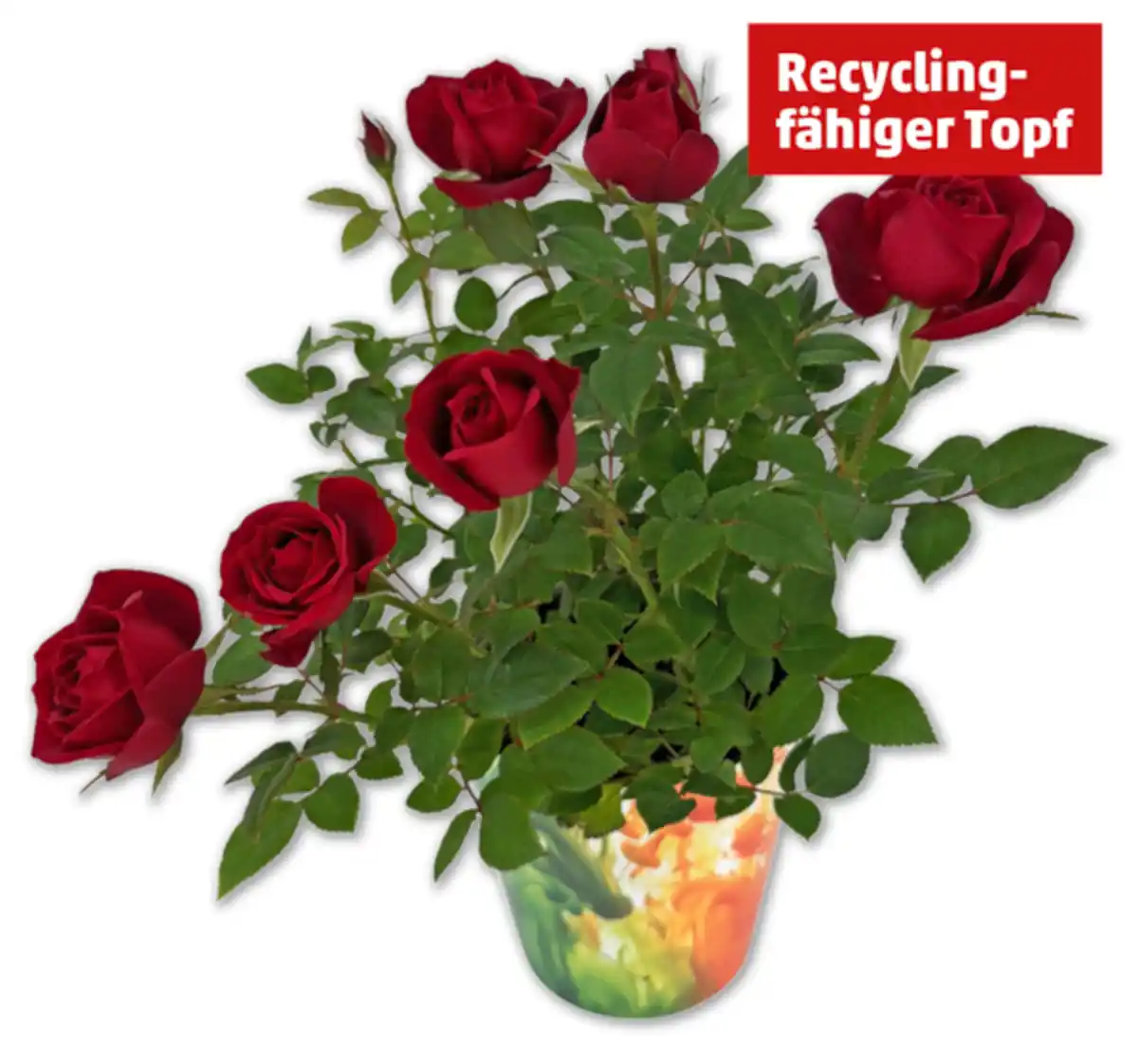 Bild 1 von Topfrose*