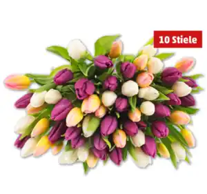 Tulpen Hot & Fresh im Bund*