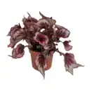 Bild 4 von GARDENLINE Begonien-Mix