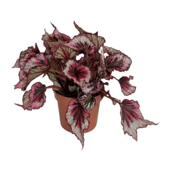 Bild 4 von GARDENLINE Begonien-Mix