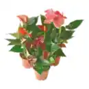 Bild 1 von Anthurie