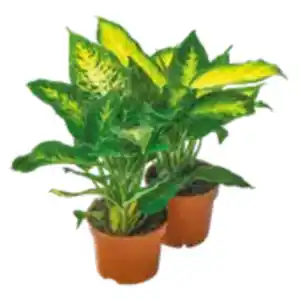 Dieffenbachia