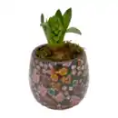 Bild 3 von GARDENLINE Hyazinte