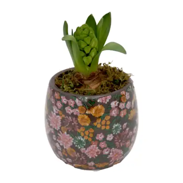 Bild 3 von GARDENLINE Hyazinte