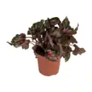 Bild 3 von GARDENLINE Begonien-Mix