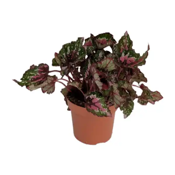 Bild 3 von GARDENLINE Begonien-Mix