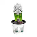 Bild 4 von GARDENLINE Narzissen / Hyazinthen