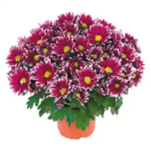 Chrysanthemen Special Mix