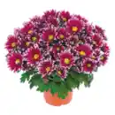 Bild 1 von Chrysanthemen Special Mix