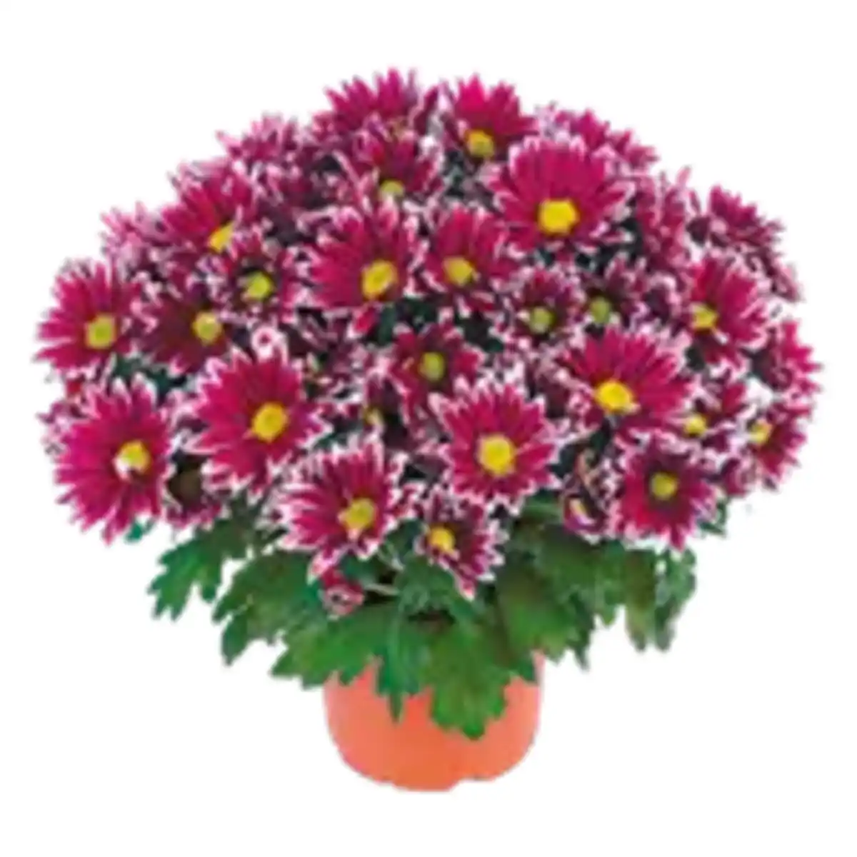 Bild 1 von Chrysanthemen Special Mix