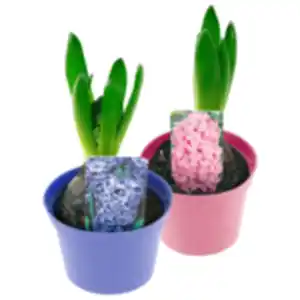 Primel oder Hyazinthe