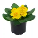 Bild 2 von GARDENLINE Primeln