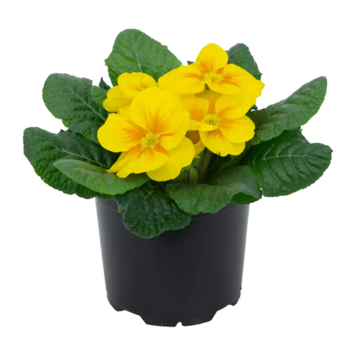 Bild 2 von GARDENLINE Primeln