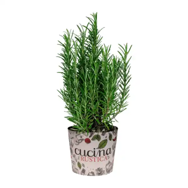 Bild 2 von GARDENLINE Italienische Kräuter