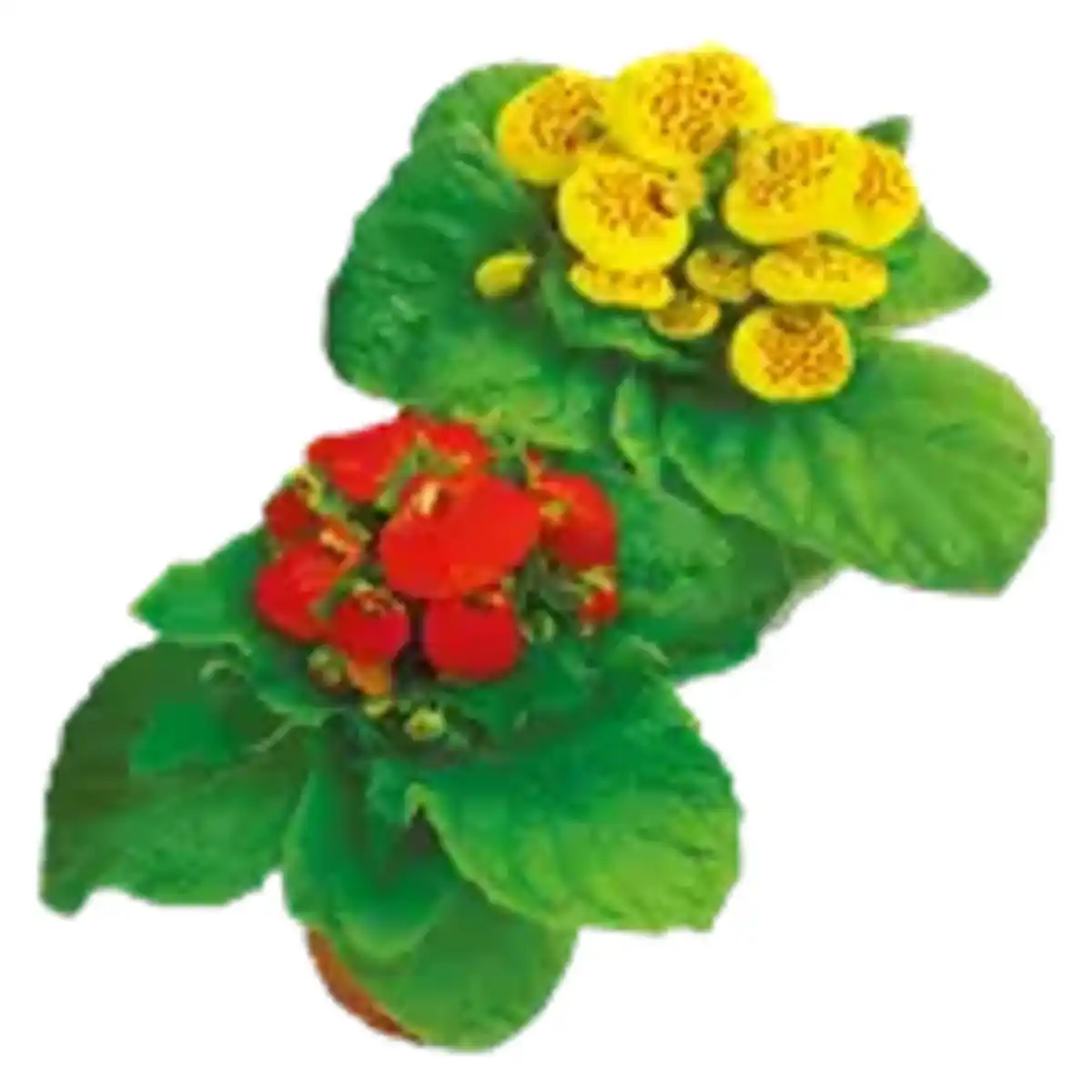 Bild 1 von Calceolaria „Pantoffelblume“