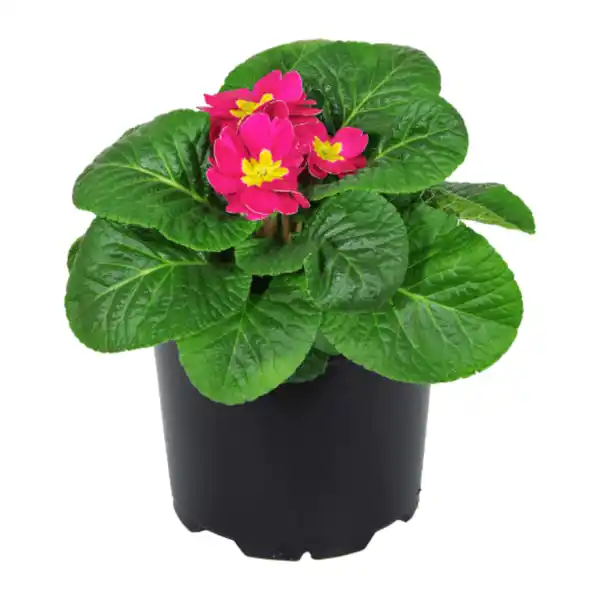 Bild 3 von GARDENLINE Primeln