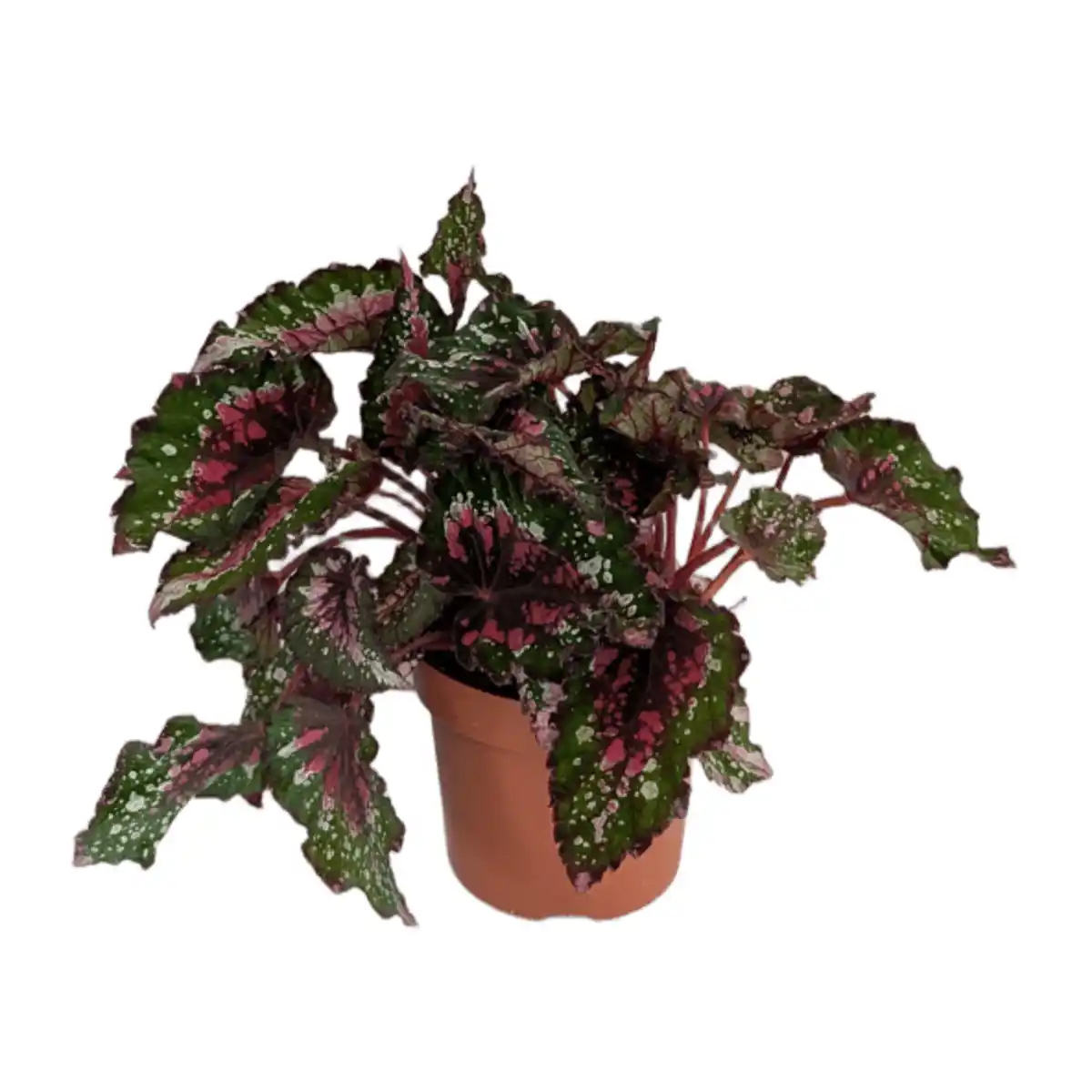 Bild 2 von GARDENLINE Begonien-Mix