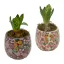 Bild 1 von GARDENLINE Hyazinte