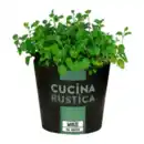 Bild 4 von GARDENLINE Italienische Kräuter