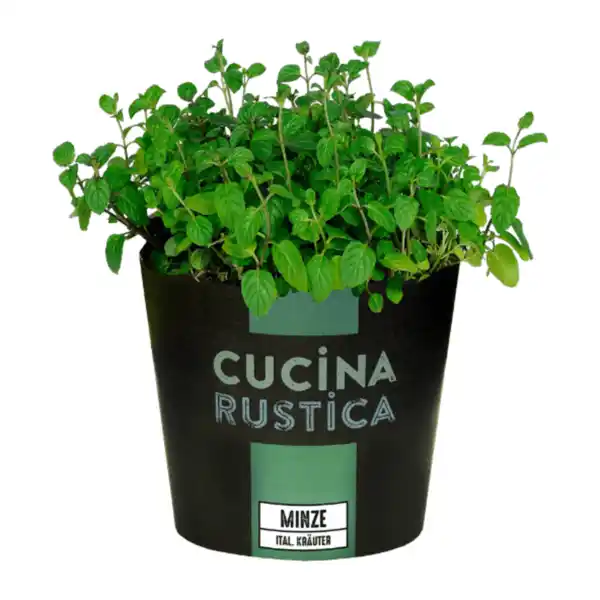 Bild 4 von GARDENLINE Italienische Kräuter