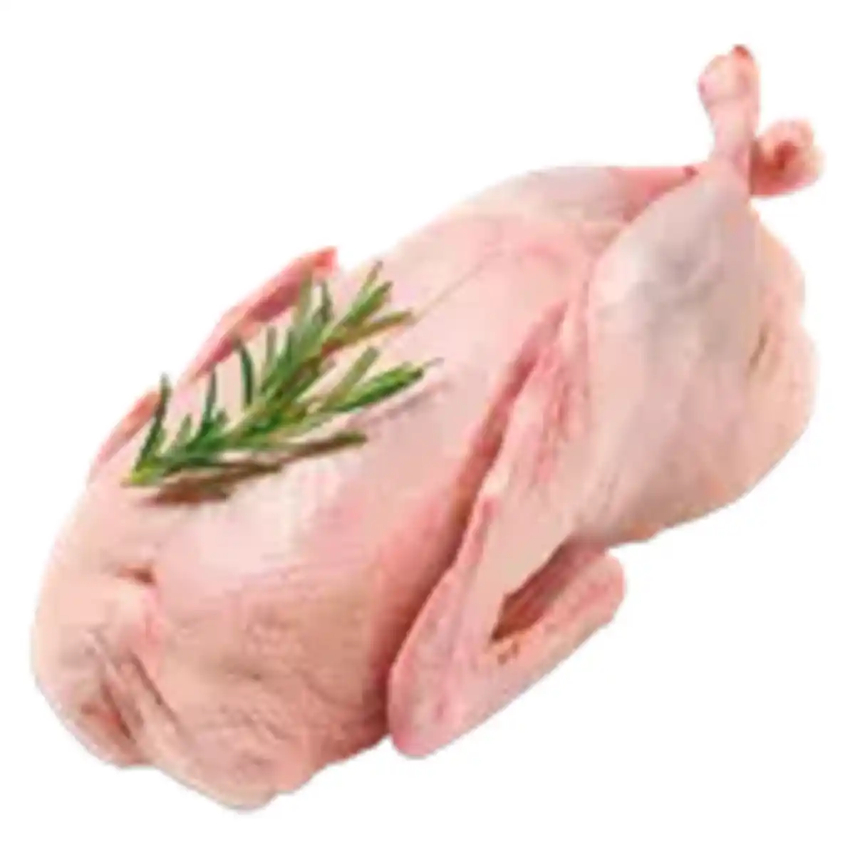 Bild 1 von Frische junge Ente