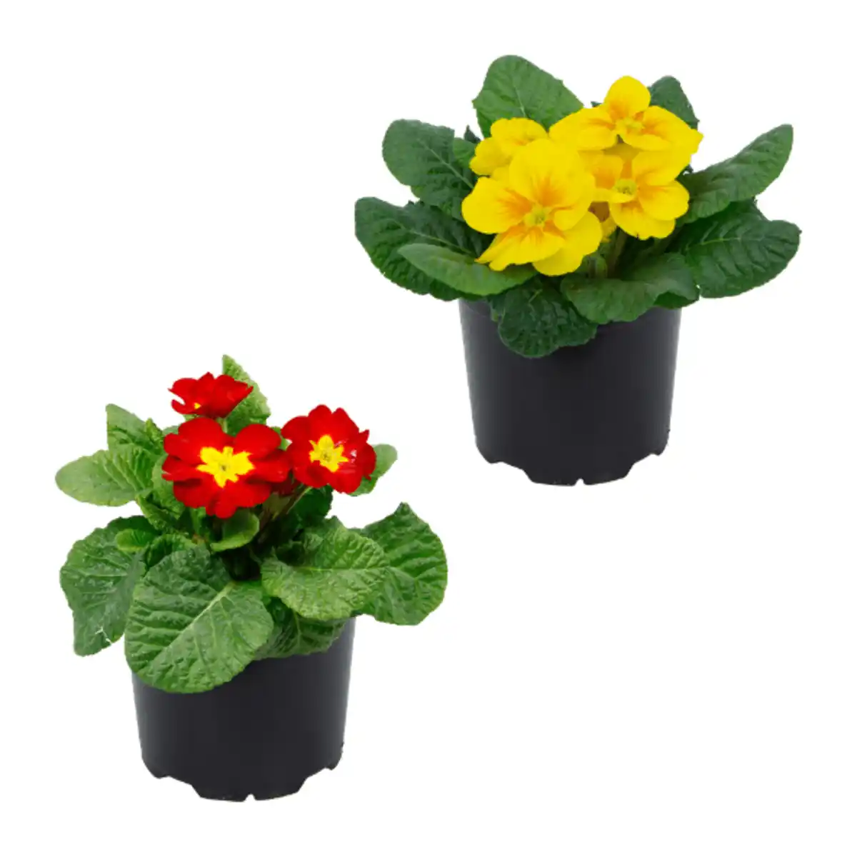 Bild 1 von GARDENLINE Primeln