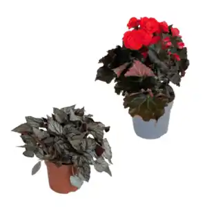 GARDENLINE Begonien-Mix