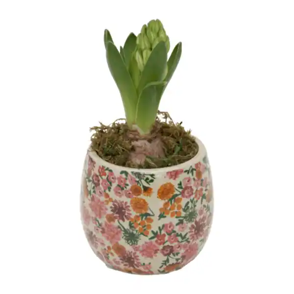 Bild 2 von GARDENLINE Hyazinte