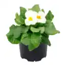 Bild 4 von GARDENLINE Primeln