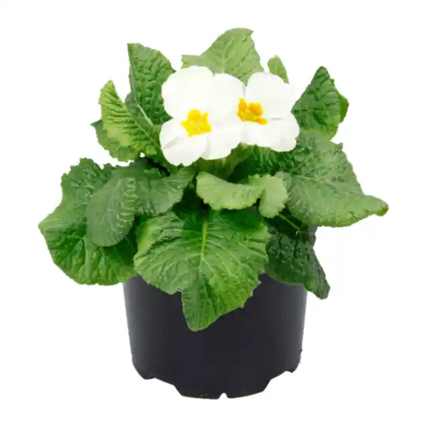 Bild 4 von GARDENLINE Primeln