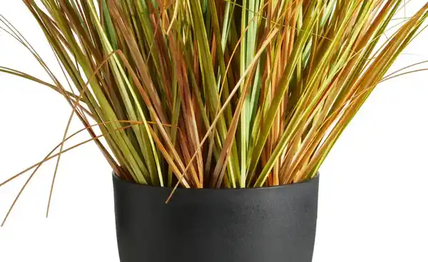 Bild 3 von Pampasgras getopft